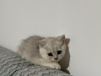 Kendi kedimin yavruları