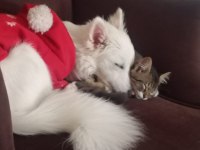 Pomeranian Japon spitz kardeşler