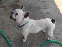 Sıfır burun ve sıfır kuyruk french bulldog