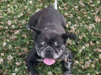 6 Aylık ve 3 Yaşında Dişi French Bulldog