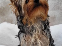 Yorki yavrular