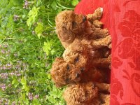 Bal böcekleri poodle köpekler