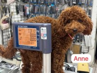 MALTİPO YAVRULAR TOY POODLE YAVRULAR ANKARA MAĞAZAMIZDA