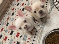 2 AYLIK LİLAC TAN PLATİNUM ERKEK MAVİ GÖZ FRENCH BULLDOG