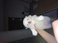 KENDİ PEKİNEZ KIZIMIN İLK DOĞUMU