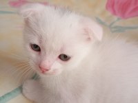 Yavru scottish fold kedilerimiz