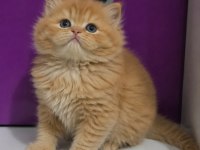 Red British Longhair Safkan Yavrumuz