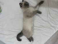 Bluepoint yavrumu sahiplendiriyorum british shorthair