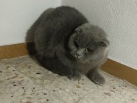 Ücretsiz sahiplendirilecek scottish fold kedimiz