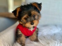 Teacup Ve 0 Numara Yorkshire Terrier