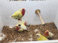 5 Adet Lutino Parrot Finch