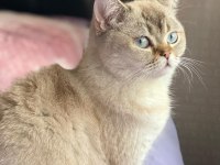 British shorthair kedisi
