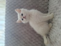 Beyaz British Shorthair
