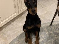 Mermi Gibimsi Doberman
