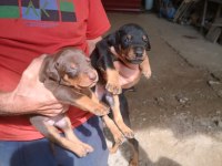Orjinal Doberman Yavruları