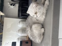 Kedimiz Yeni ailesini bekliyor