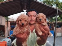 Toy Poodle Yavrularımız Çiftliğimizden