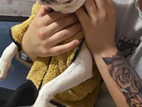 Dişi 7 aylık french bulldog yeni sahibini arıyor
