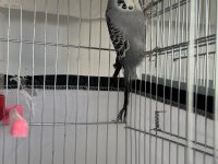 Jumbo muhabbet kuşları takım