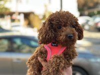 Toy poodle dişi yavrumuz