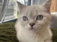 İki british shorthair kedimizi sahiplendirmek istiyoruz