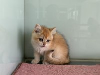 En güzel golden british shorthair ve longhair yavrular