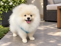 4 Aylık Erkek Pomeranian Yavru