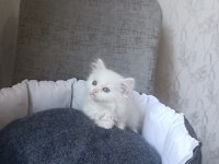 British longhair beyaz ve blue point yavrularımız