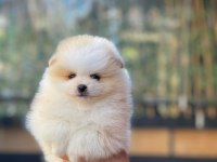 Show kalite Teddy surat yavrum yeni YUVASINI arıyor