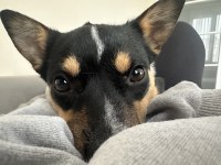 Aşırı oyuncu bebiş köpeğimiz