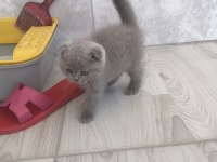 Scottish fold erkek bebek