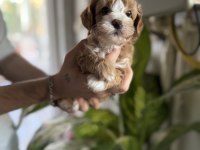 SAFKAN IRK GARANTİLİ MALTİPOO BEBEKLERİM