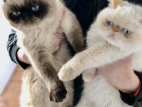10 gün sonra doğum yapacak exotic shorthair
