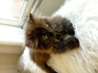 British longhair cinnamon