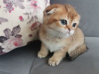 Scottish fold golden dişi