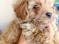 Maltipoo yavrular