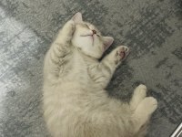 3 aylık british shorthair yavru
