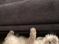 Blue point british longhair cinsi