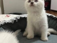 SAFKAN ÖZEL BRİTİSH SHORTHAİR YAVRULAR