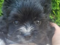 Egzotik Yorkshire Terrier Yavruları