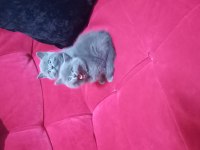 3 adet yavru british shorthair