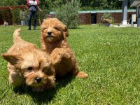 OYUNCU VE ZEKİ MALTİPOO YAVRULARİ 