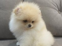 Daha iyisi yok orijinal ayı surat pomeranian boo