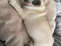 Pug mops bebekleri