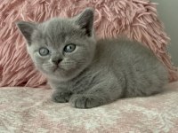 British shorthair 40 günlük dişi