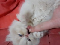 Safkan iran kedisi yavru