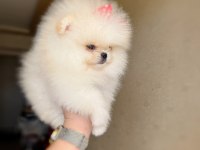 MİNİ BOY DİŞİ KORE KAN POMERANİAN