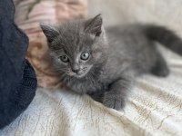 British Shorthair Yavrum