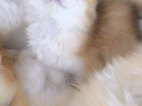 Ny11 british longhair dişi