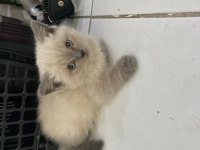 scottish fold blue point